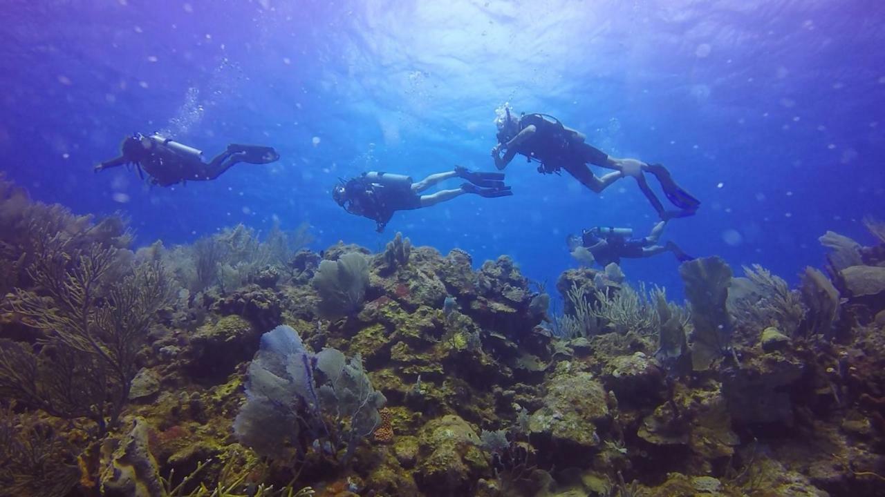 Dixon Cove Wikkid Resort מראה חיצוני תמונה